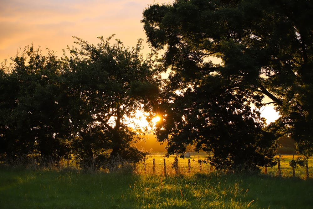 Sunset Through Trees & Wire Fence post image