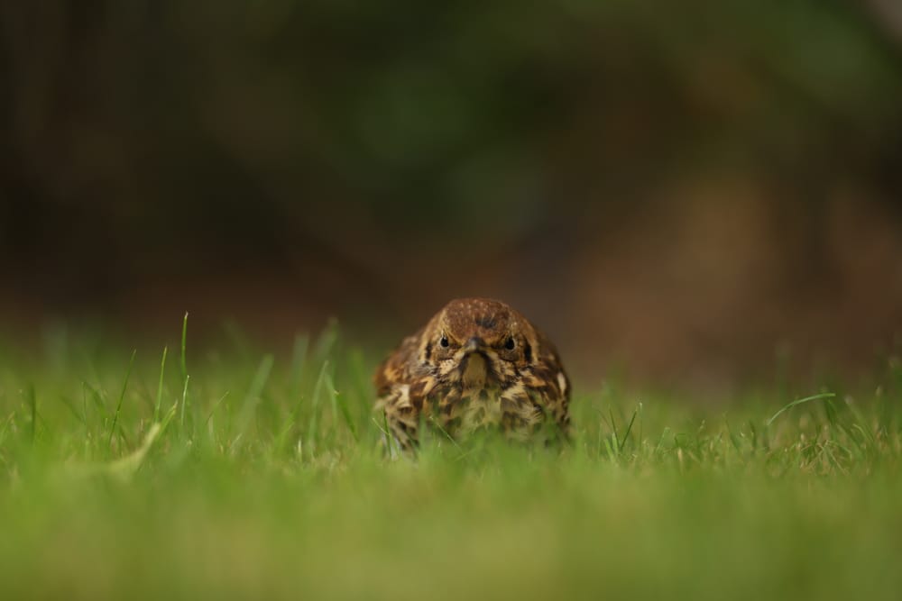 Thrush Gaze post image