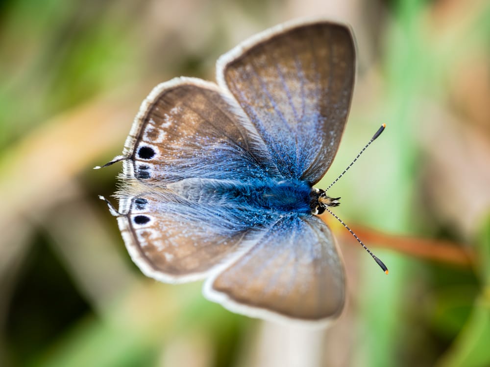 Topside Long-tailed Blue Butterfly post image