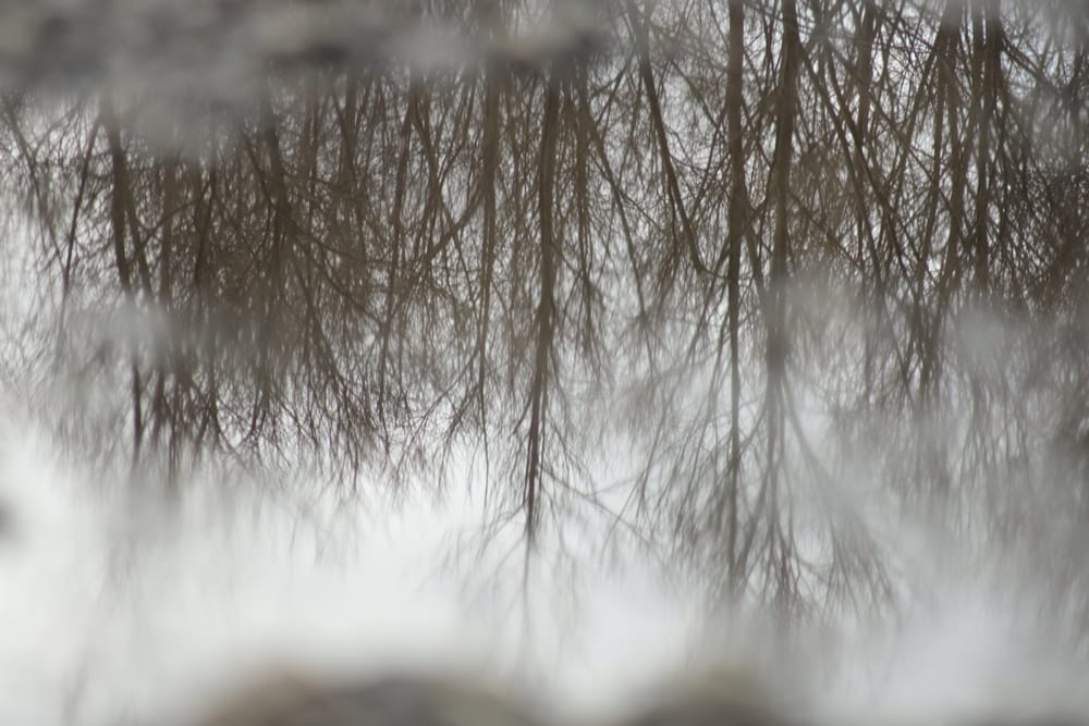 Tree Reflection post image