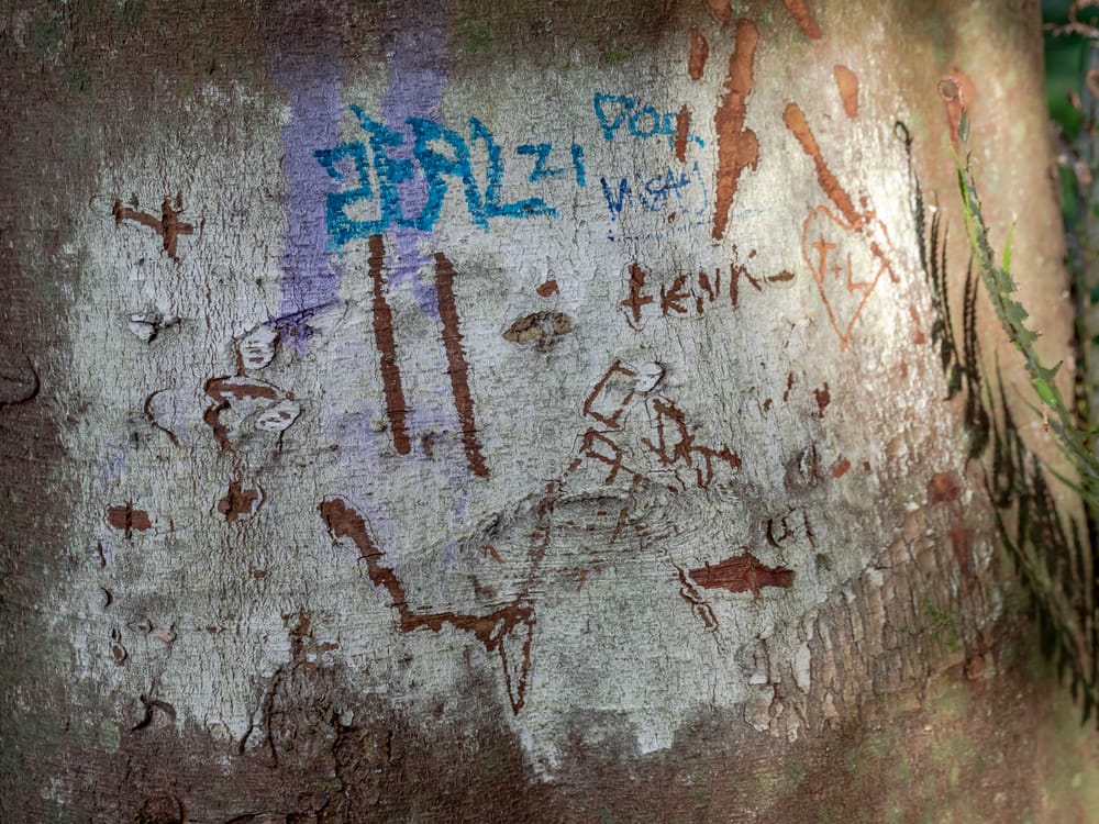 Tree Trunk Grafitti post image