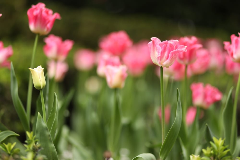 Tulip Garden post image