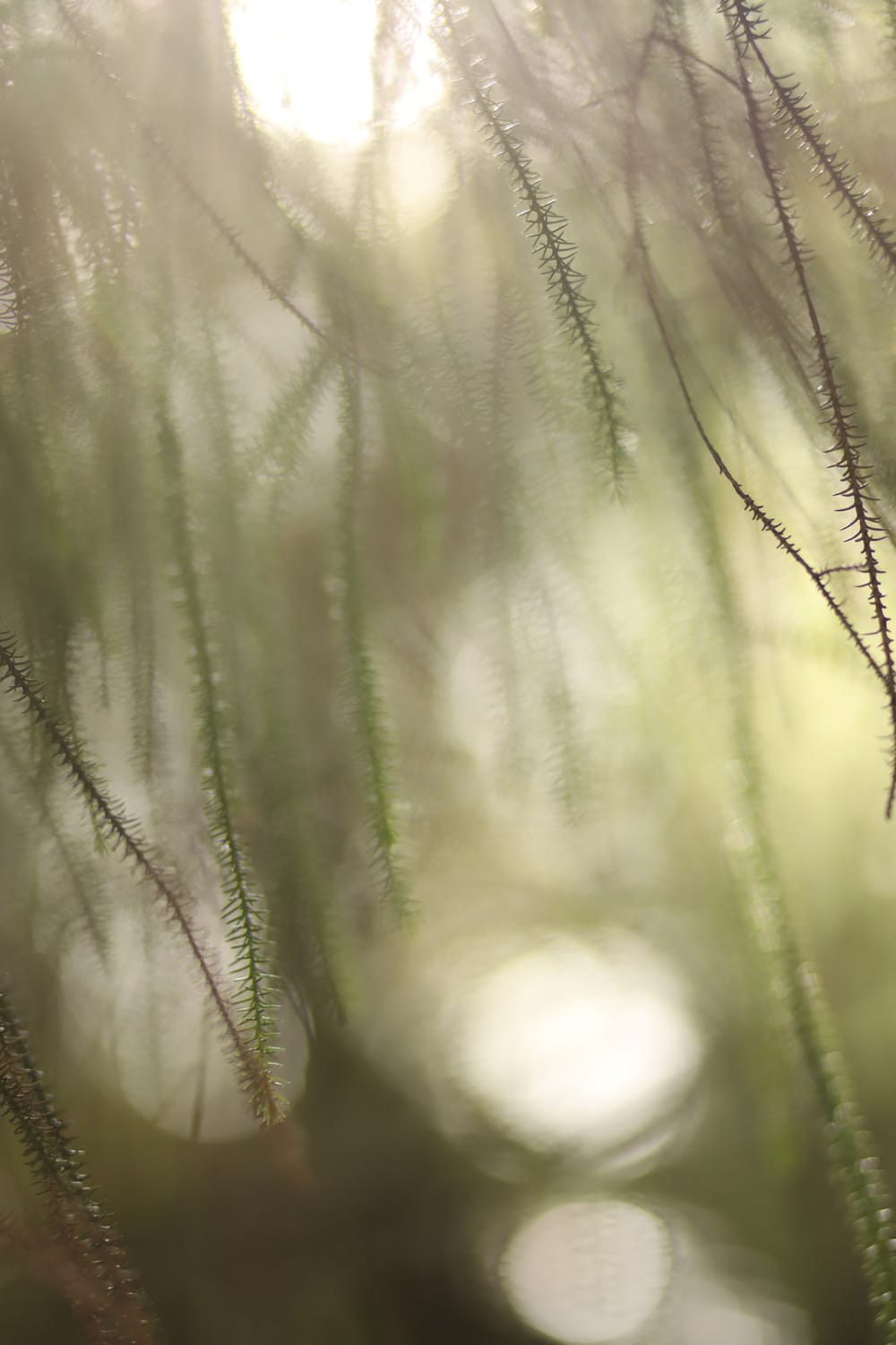 Twigs with needles post image