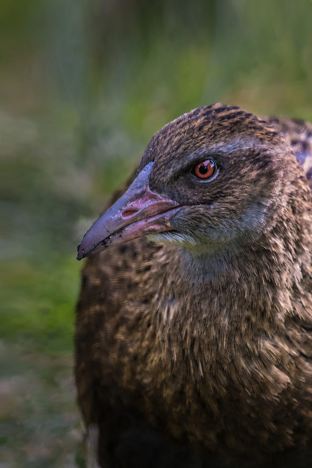 Weka, Abel Tasman post image