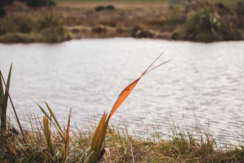 Wetland post image