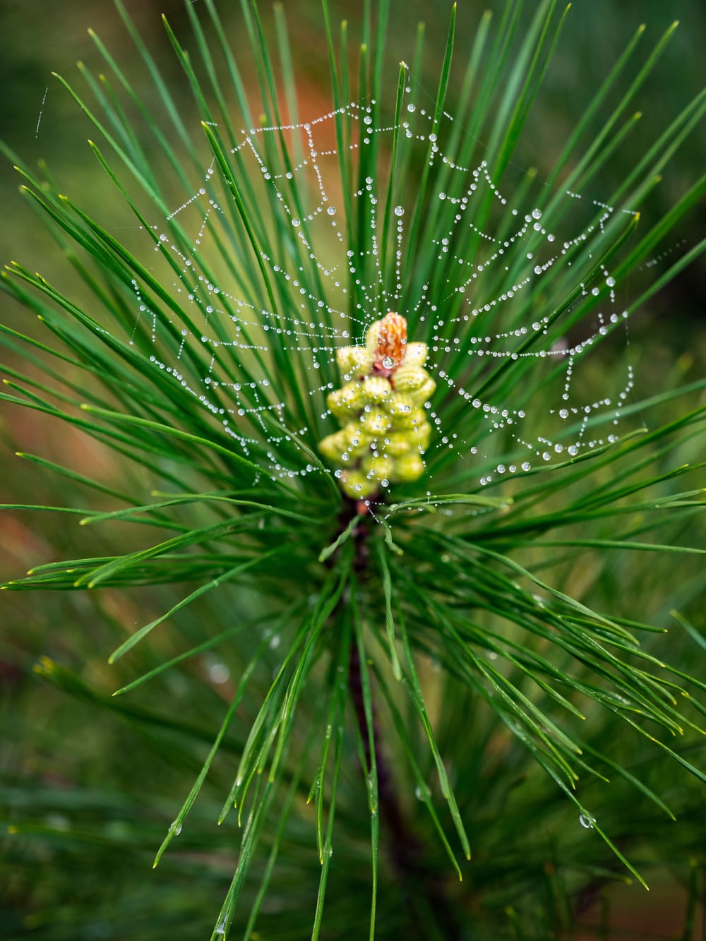 Young New Fresh Pine Cone post image