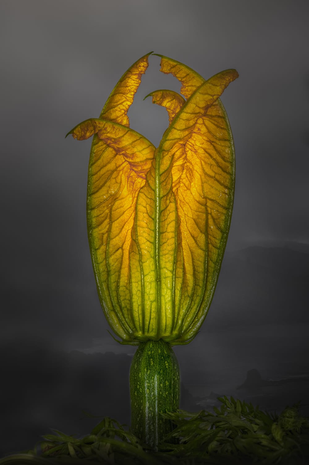 Zucchini Bloom in Mist post image