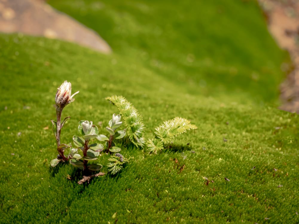 Alpine Flora Green Moss post image