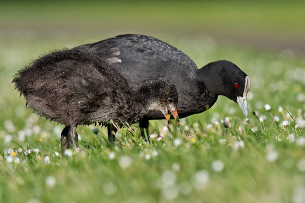 Australian coot and chick post image