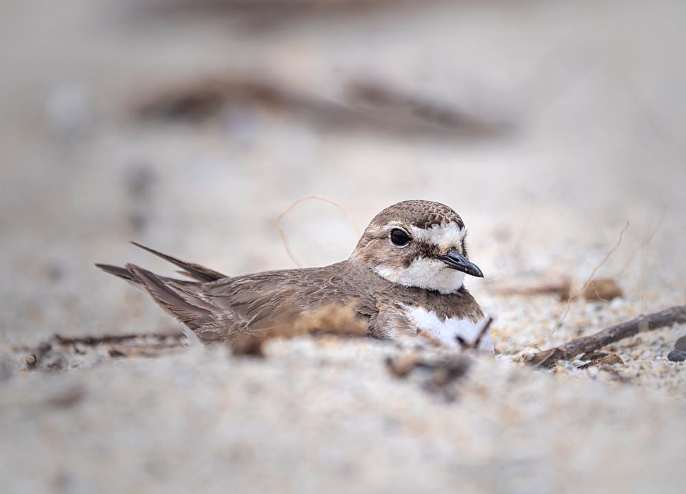 Banded dotterel post image
