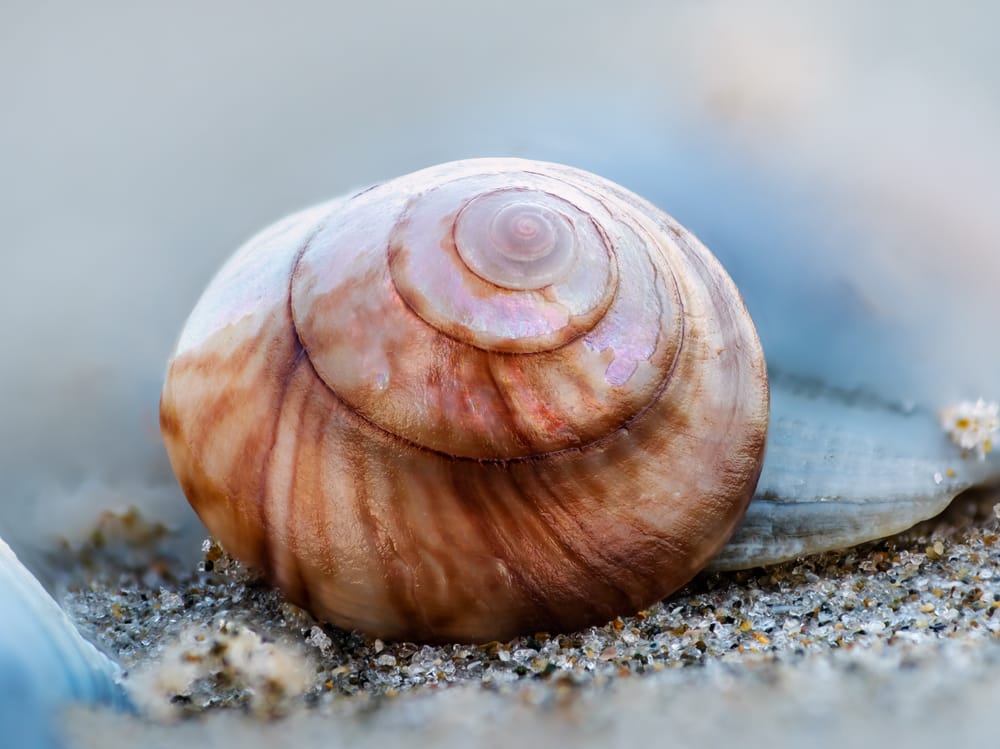 Beach snail shell post image