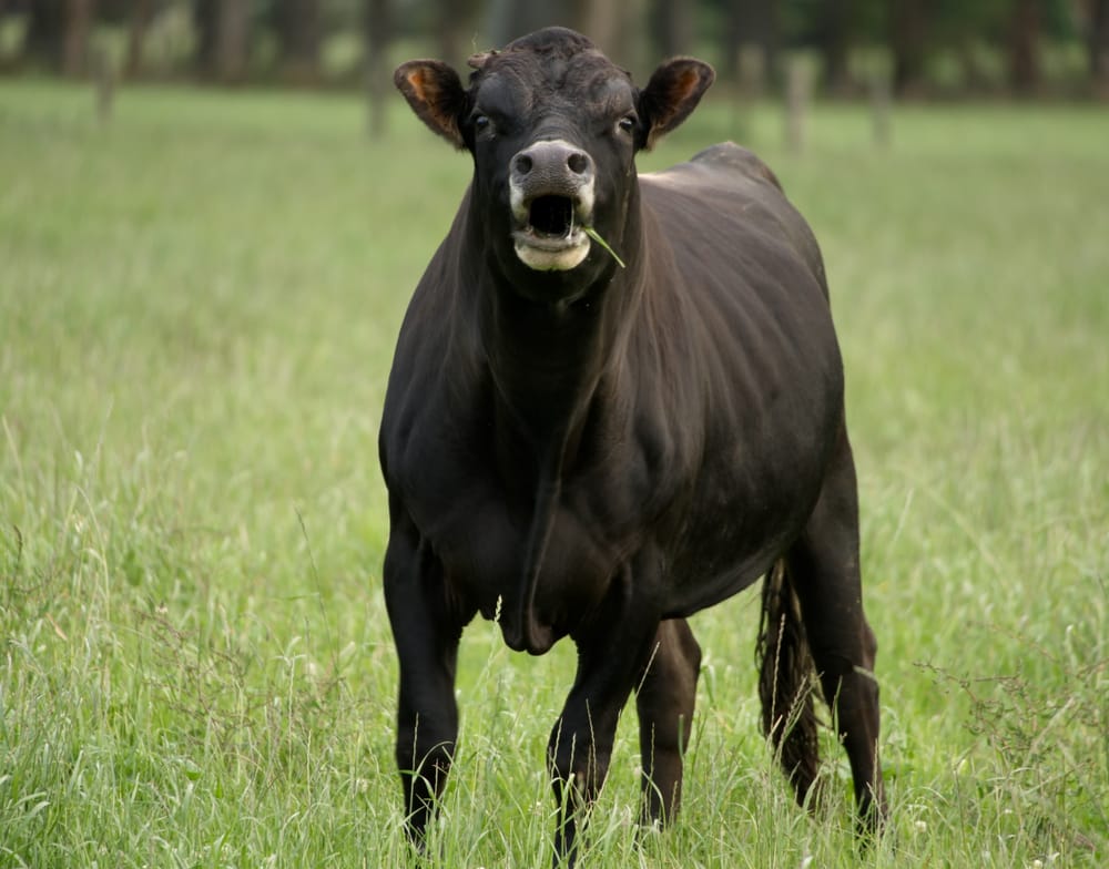 Black bull post image