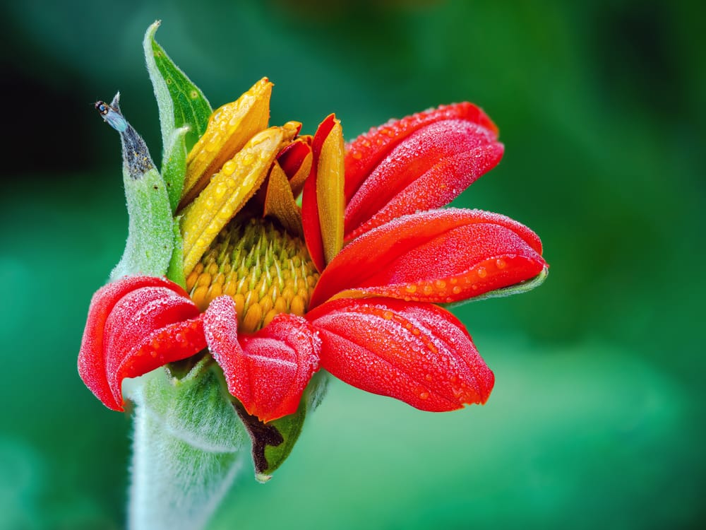 Blossoming Tithonia mexican sunflower post image