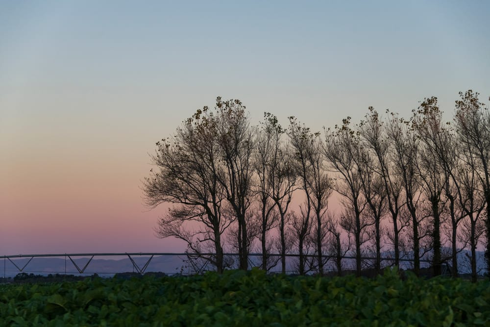 Blue hour in Manawatu post image