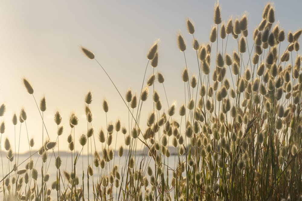Bunny flowers at Oakura post image