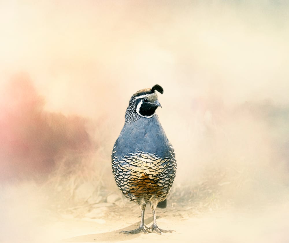 Californian quail post image