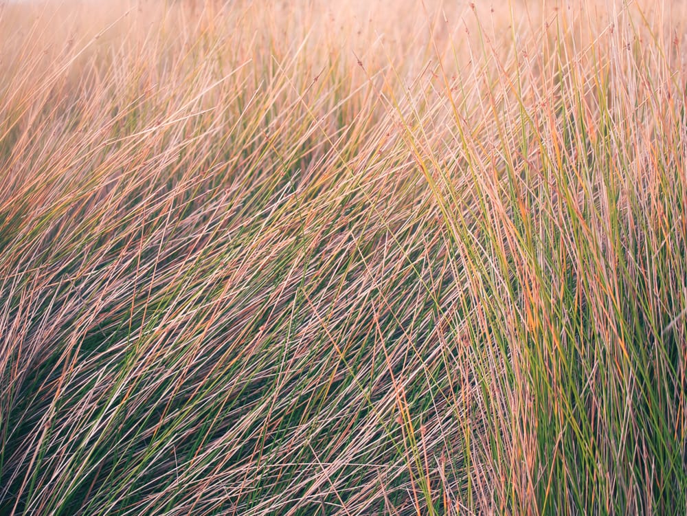 Coastal grass post image