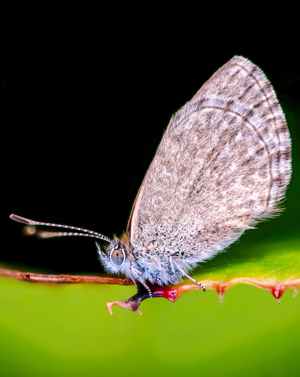 Blue butterfly post image