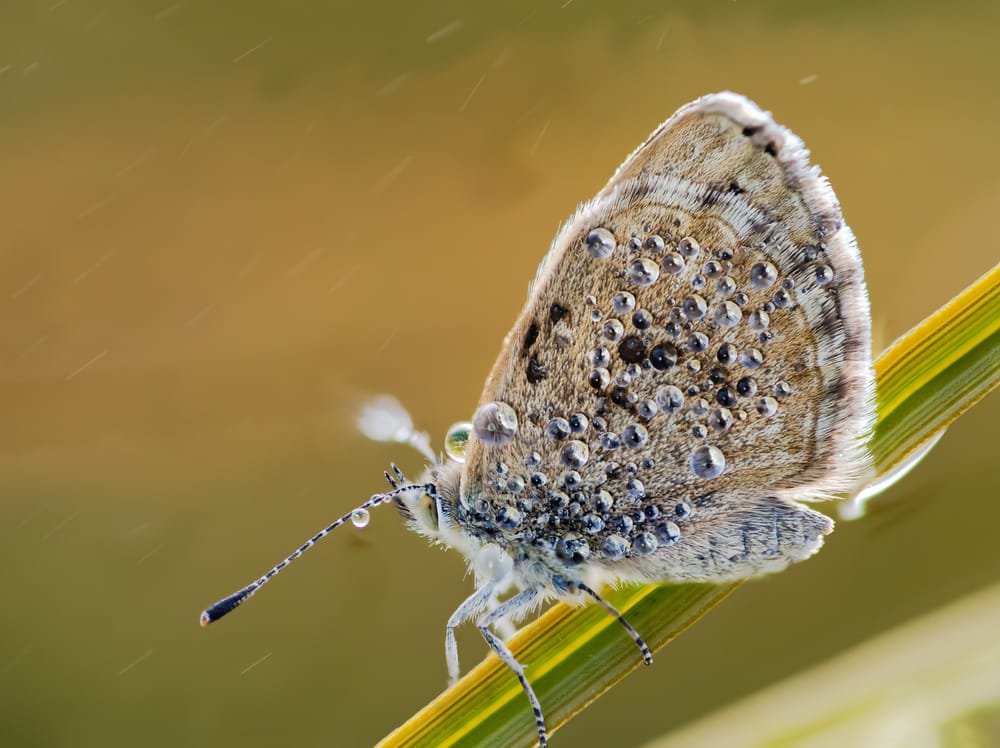 Blue butterfly dew post image