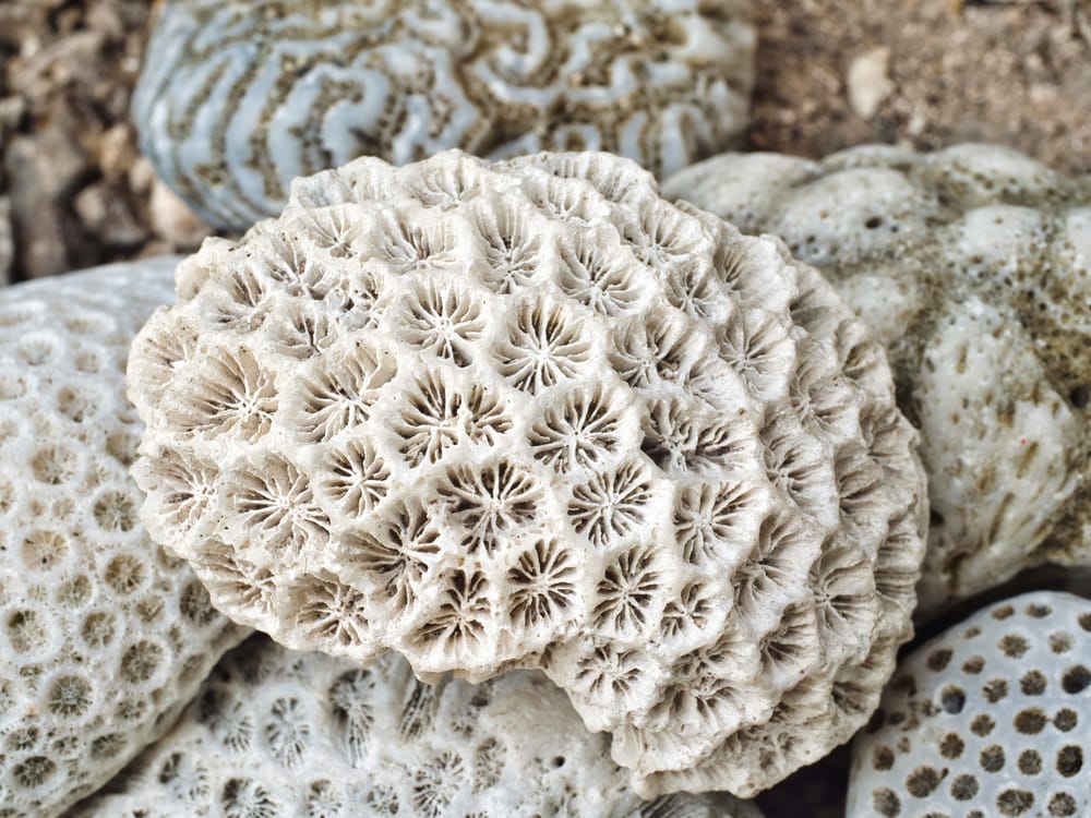 Coral fossil post image
