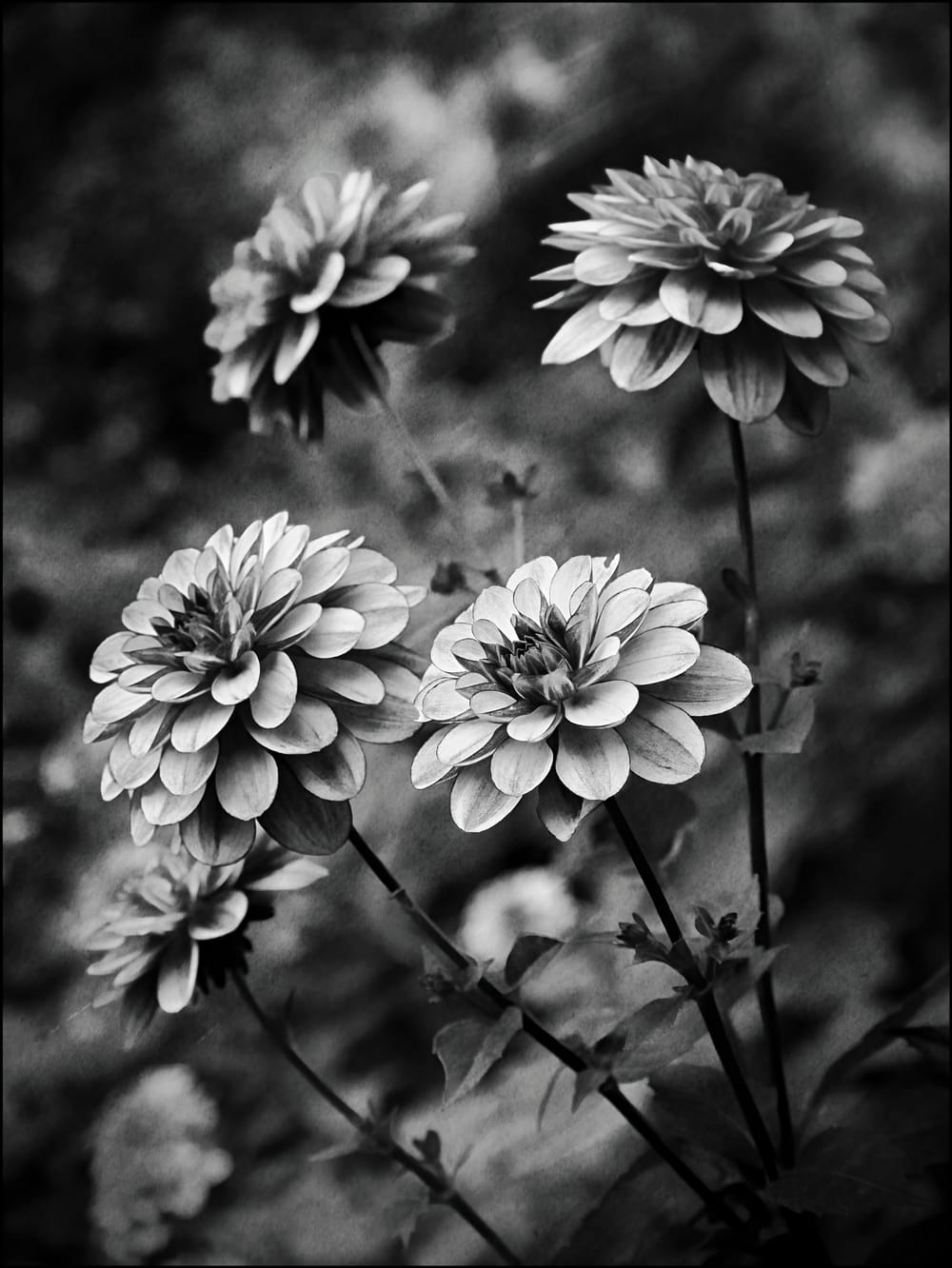 Dahlias in black and white post image