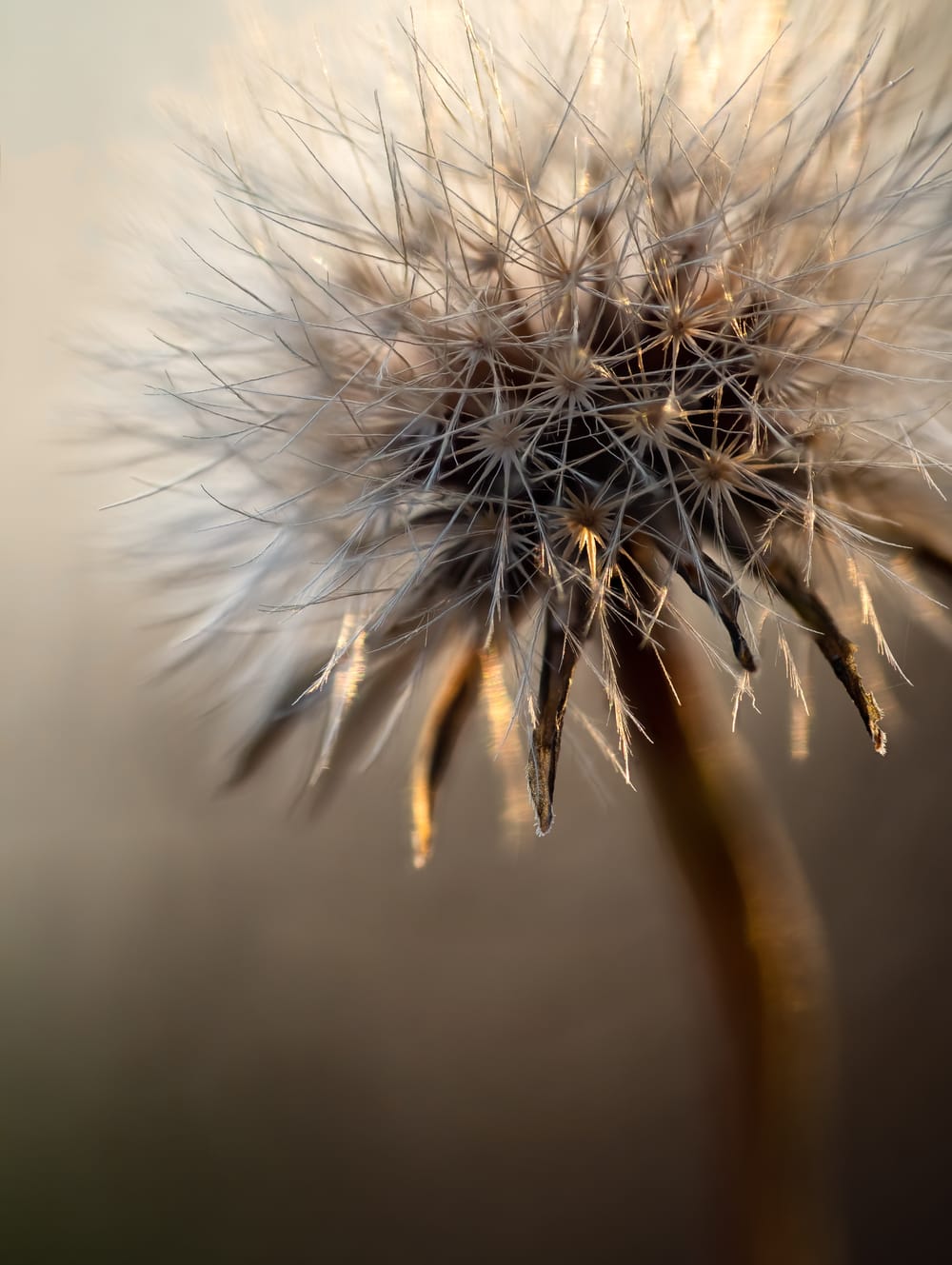 Dandelion Seed post image