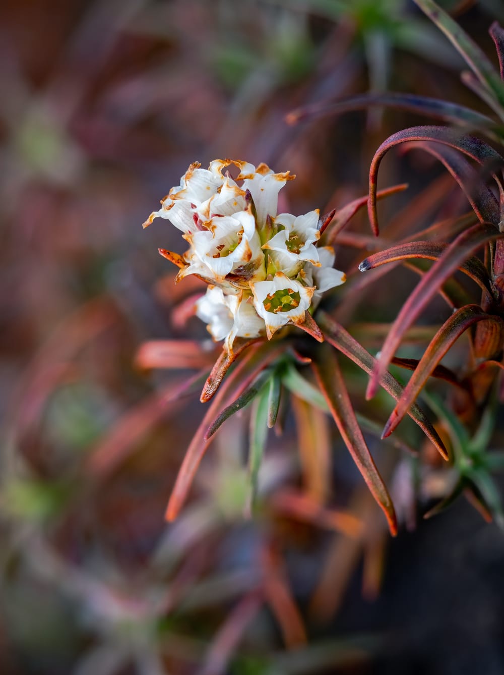 Dracophyllum recurvum post image