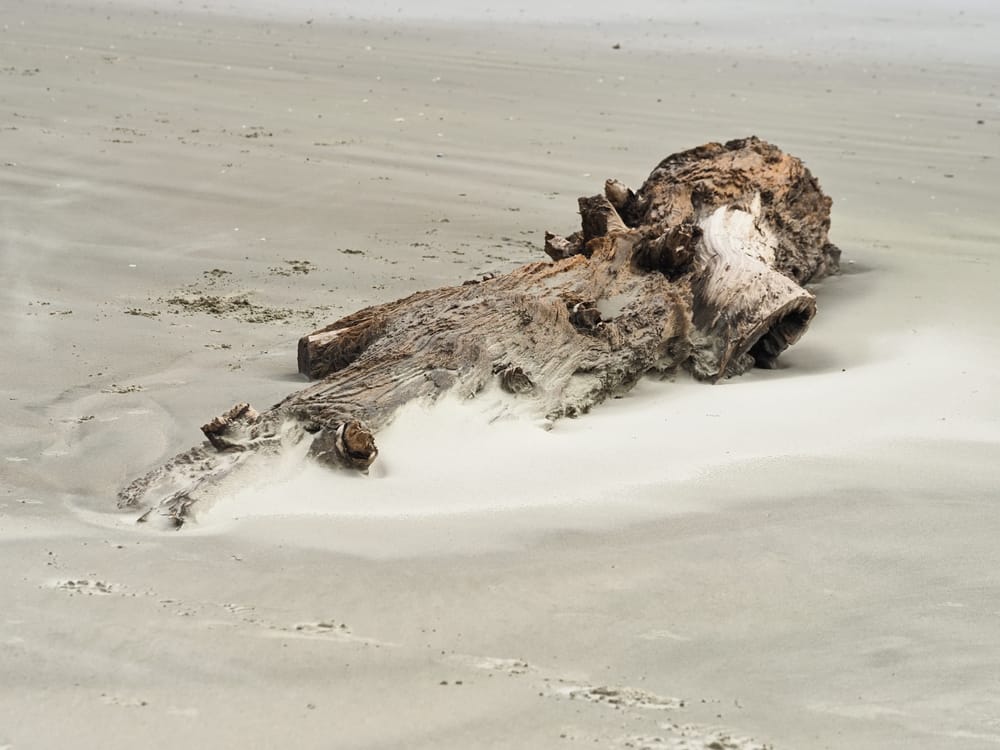 Driftwood on the sandy beach surface post image