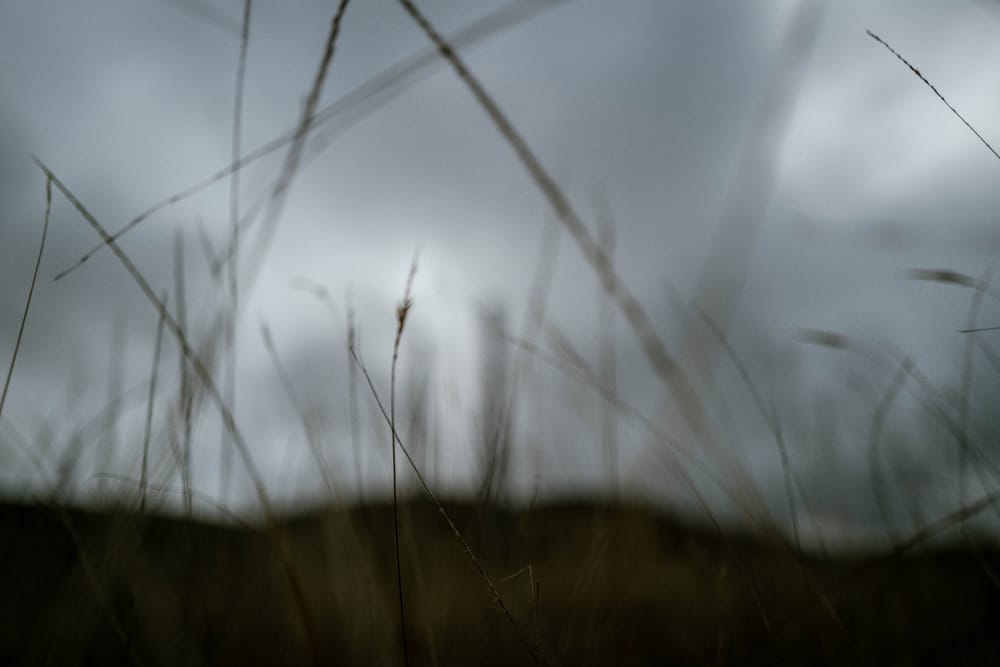 Dry grass close-up post image