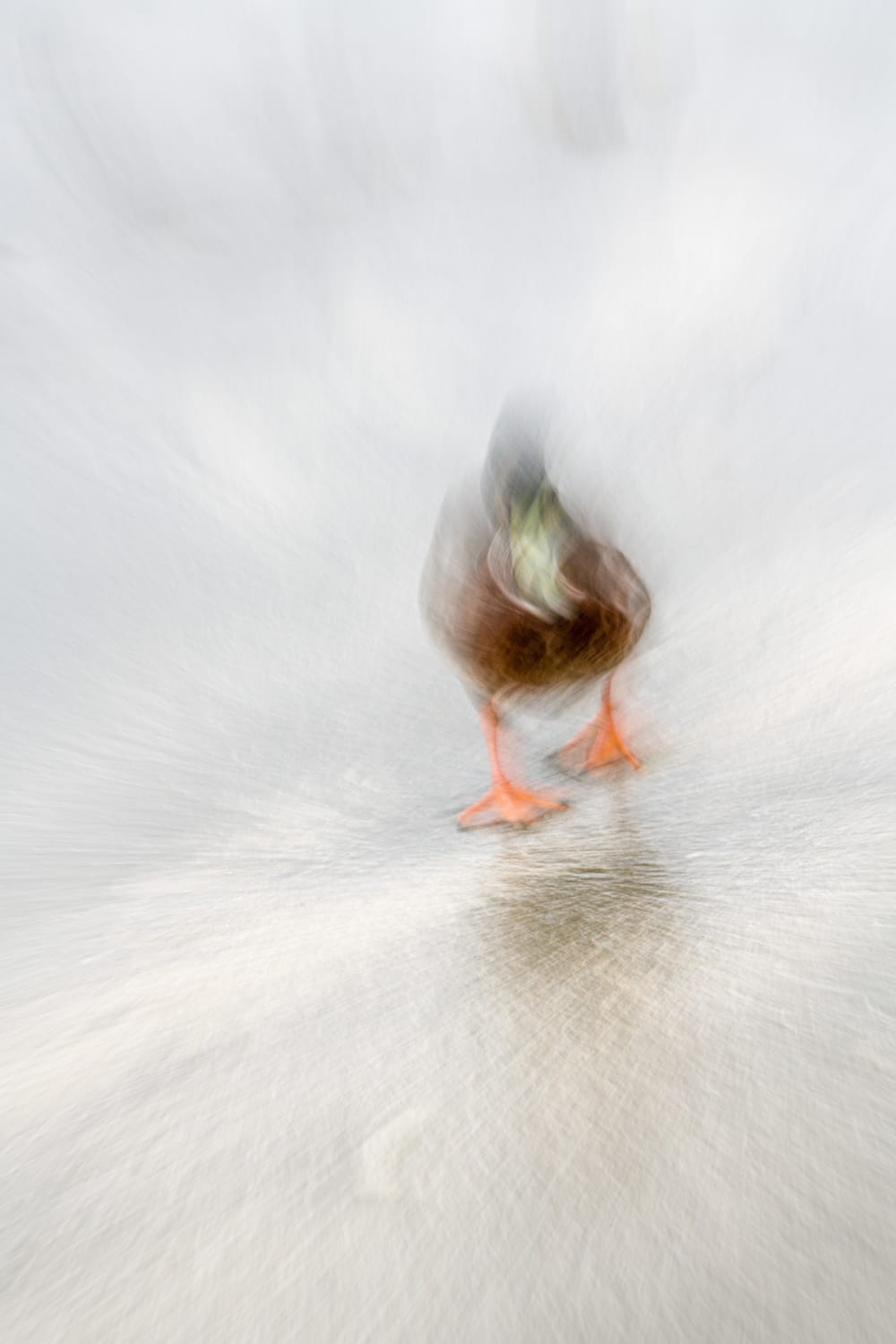 Duck ICM post image
