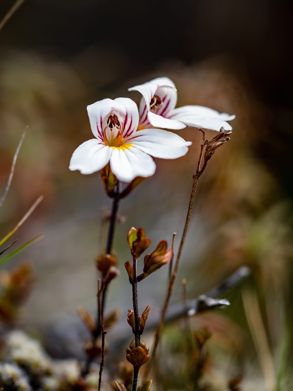 Euphrasia cuneata post image