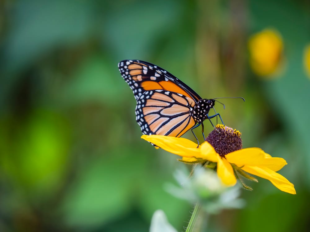 Female Monarch butterfly post image
