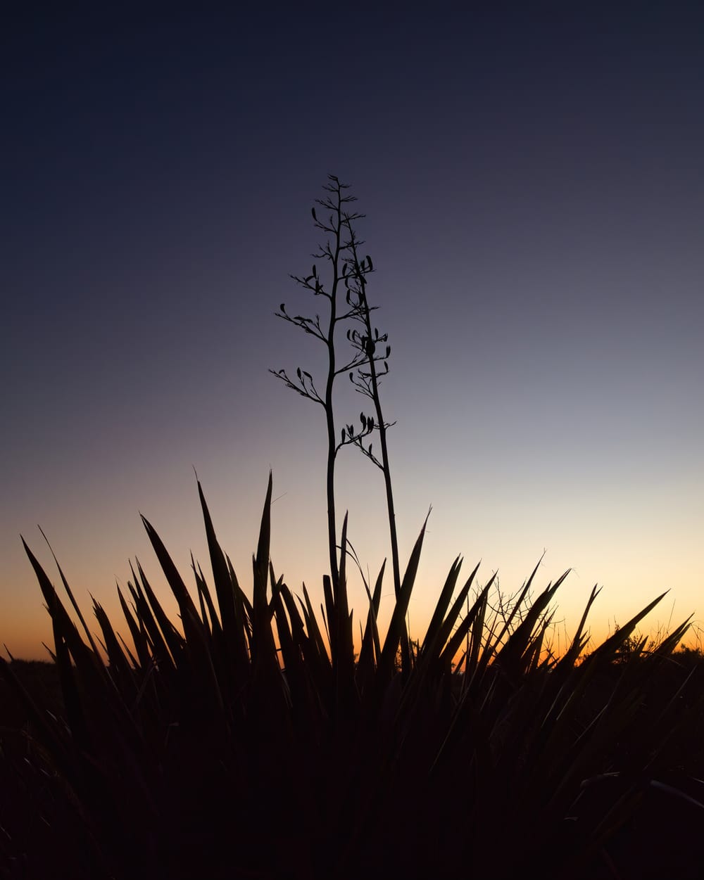 Flax bush silhouette post image