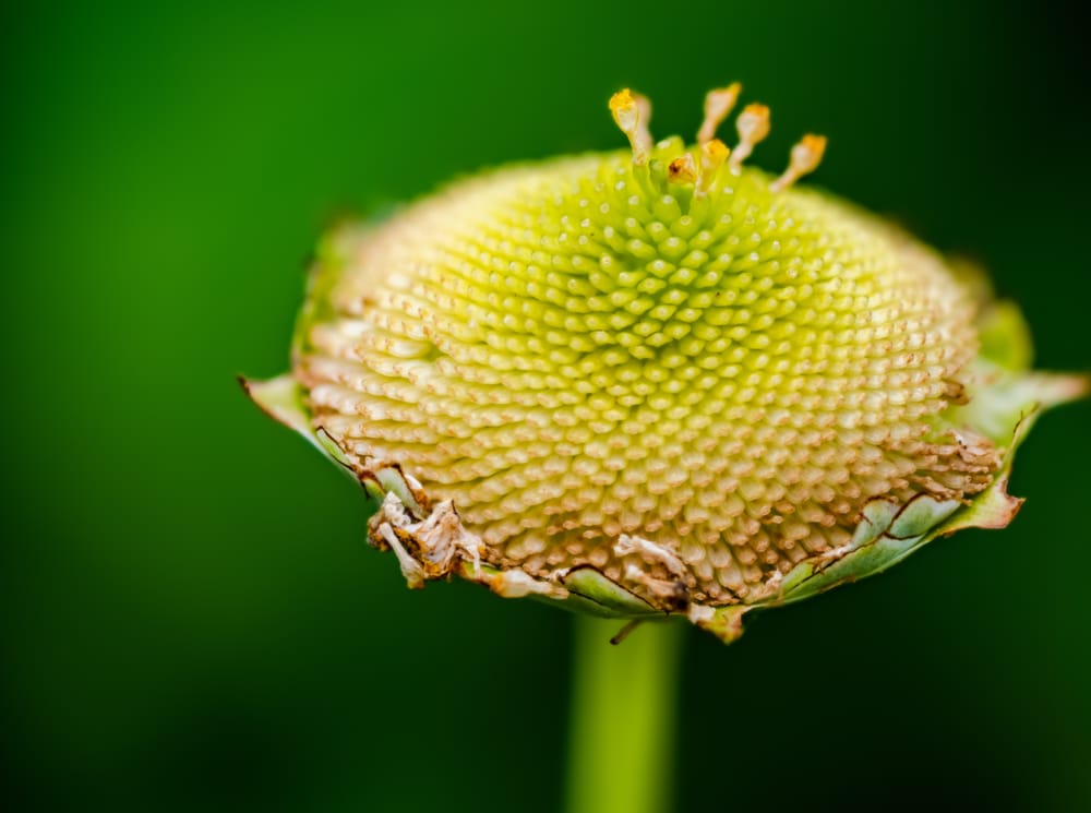Flower head texture post image
