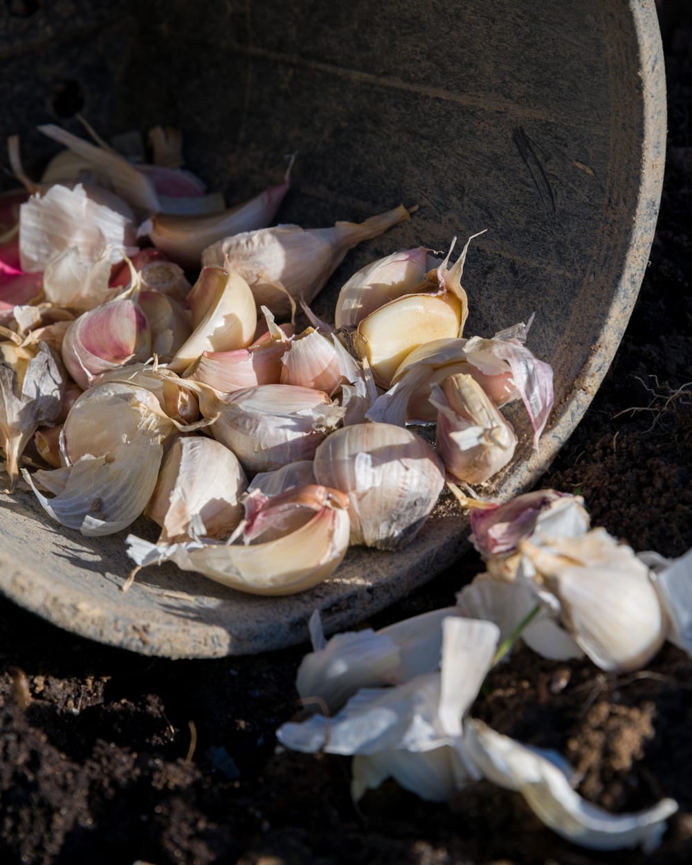 Garlic bulbs ready for planting post image