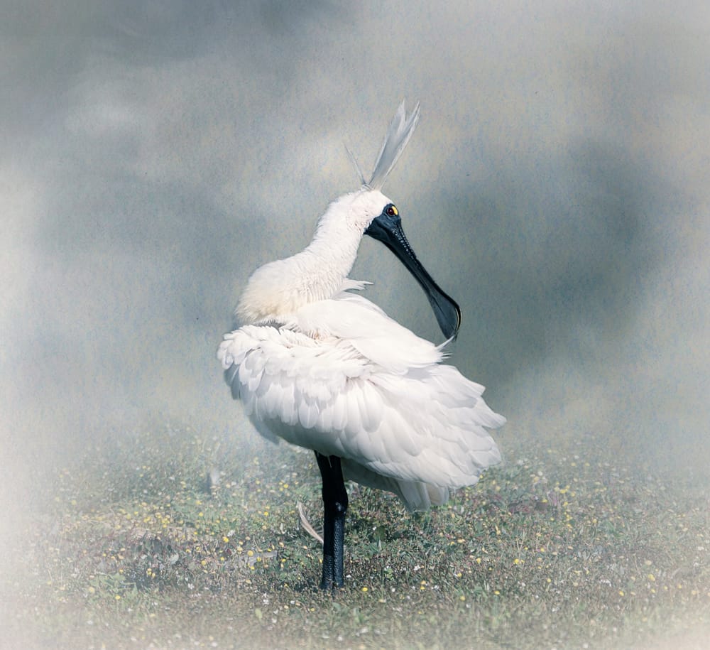 White spoonbill post image