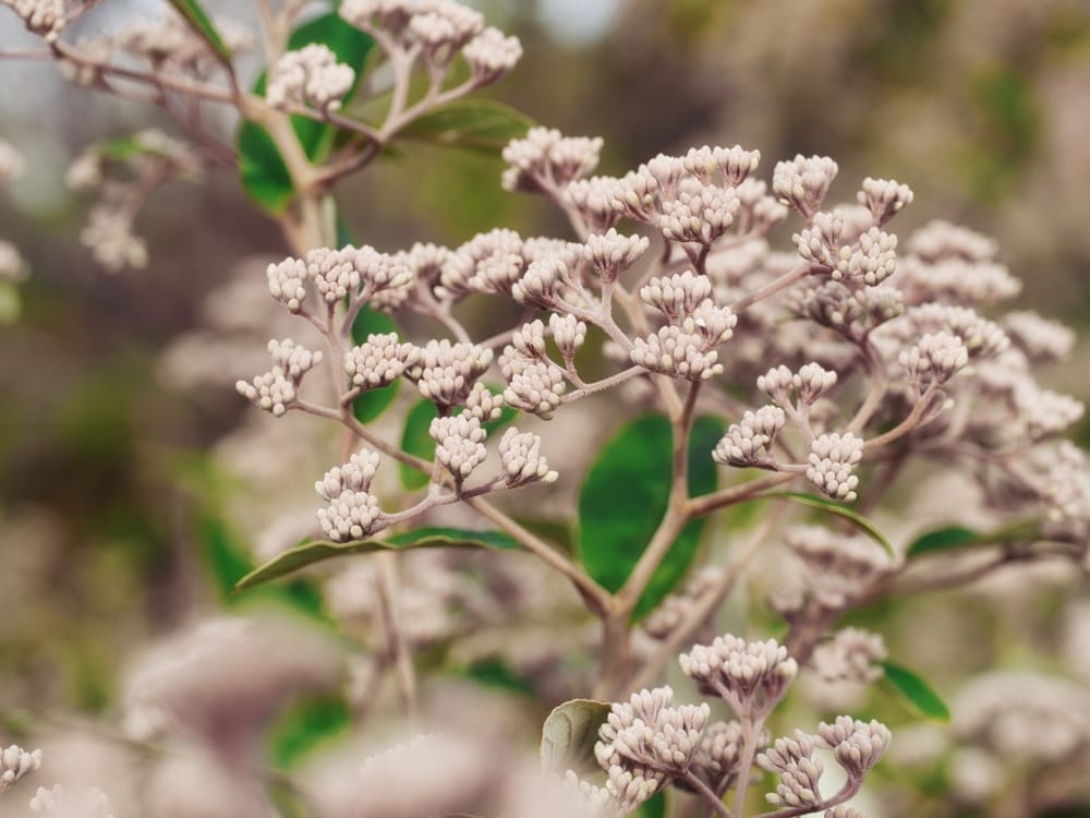 Golden Tainui flower buds post image
