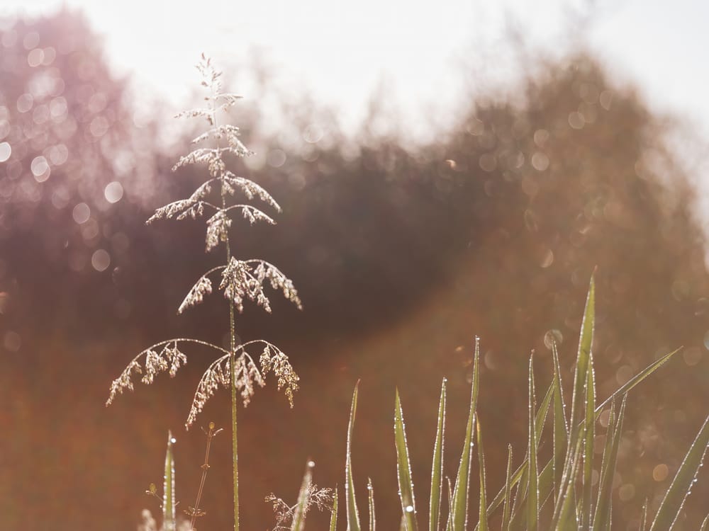 Grass and weeds with dew post image