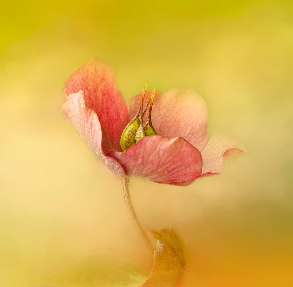 Blooming pink flower post image