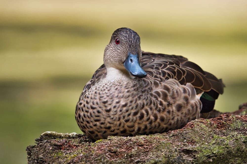 Grey teal post image