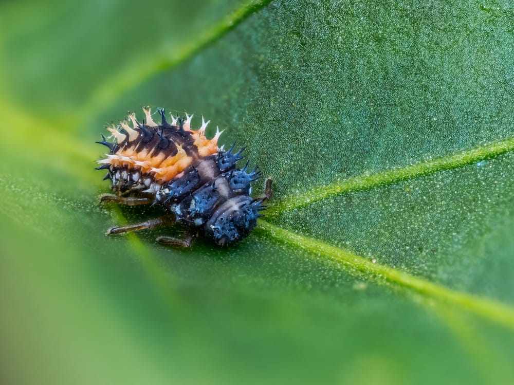 Ladybug larvae post image