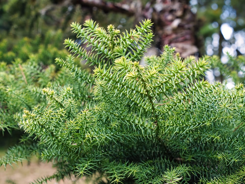Hoop pine post image