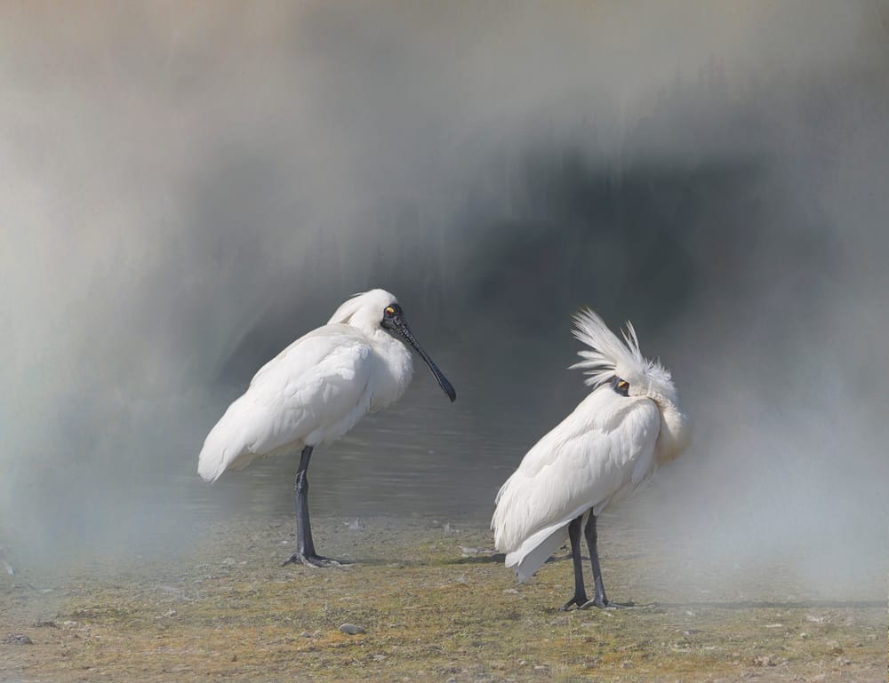 Two white spoonbills post image