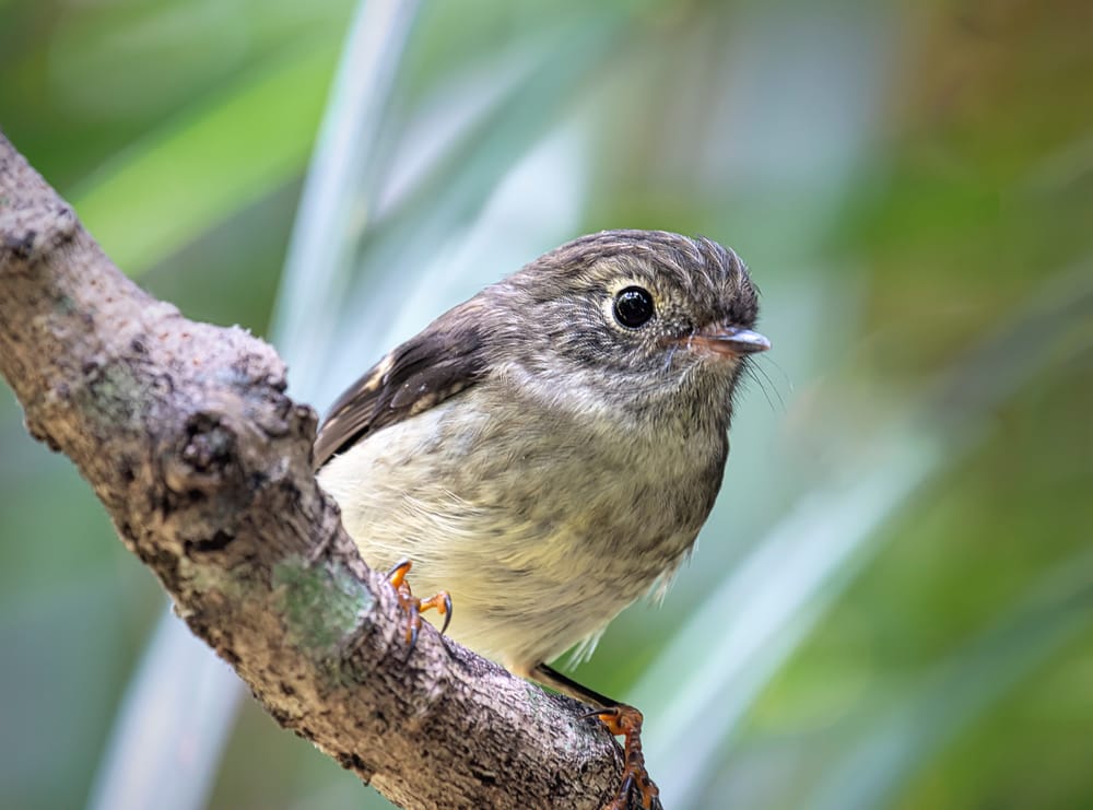 Juvenile tomtit post image