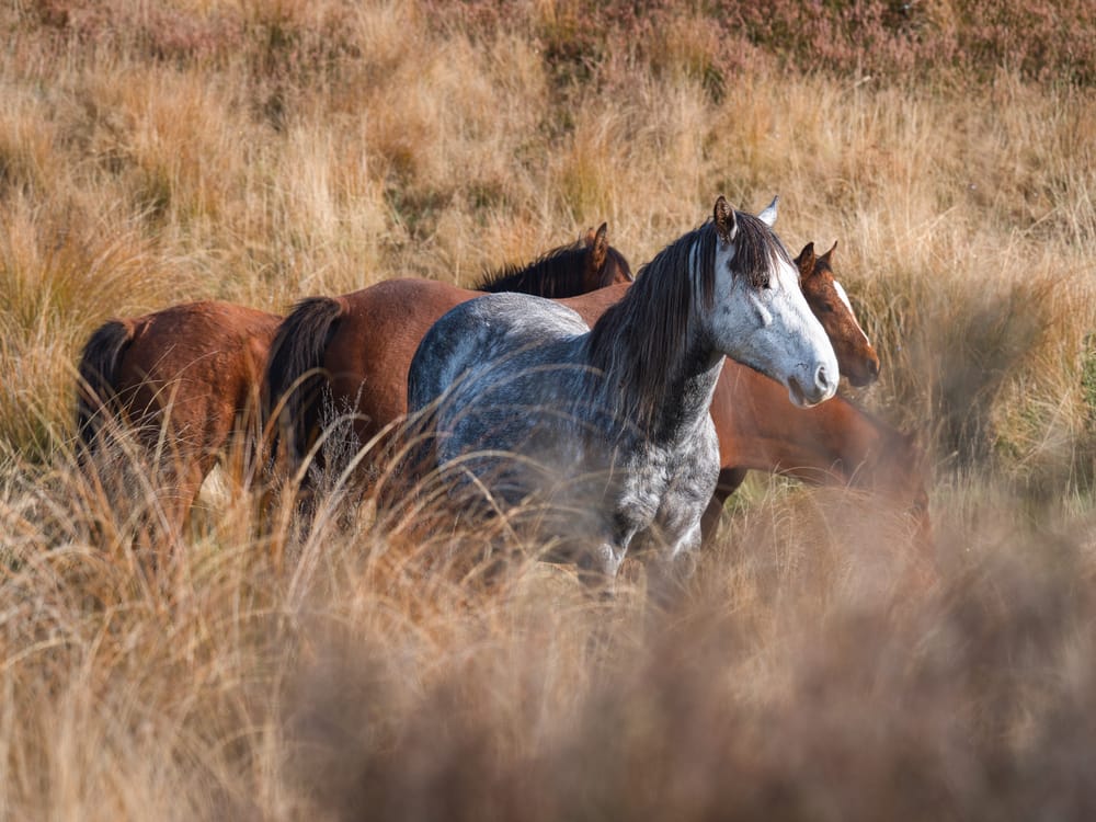 Kaimanawa horses post image