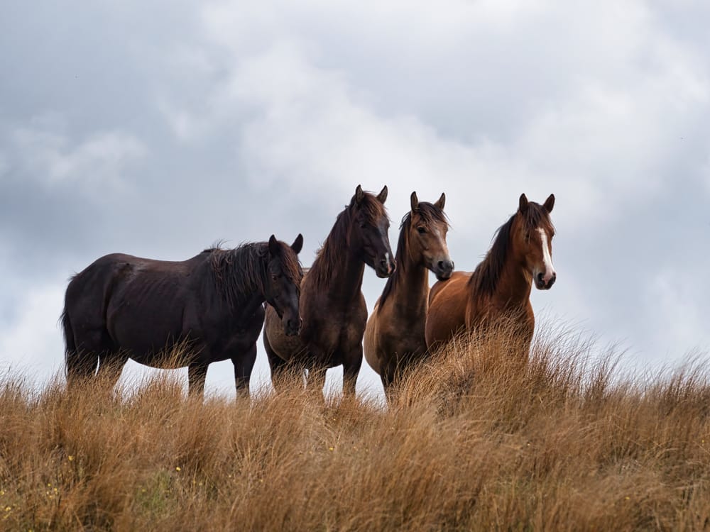 Kaimanawa horses post image