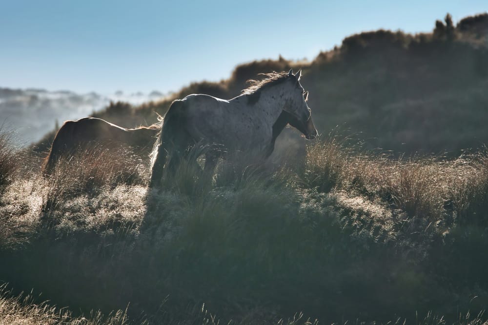 Kaimanawa horses post image
