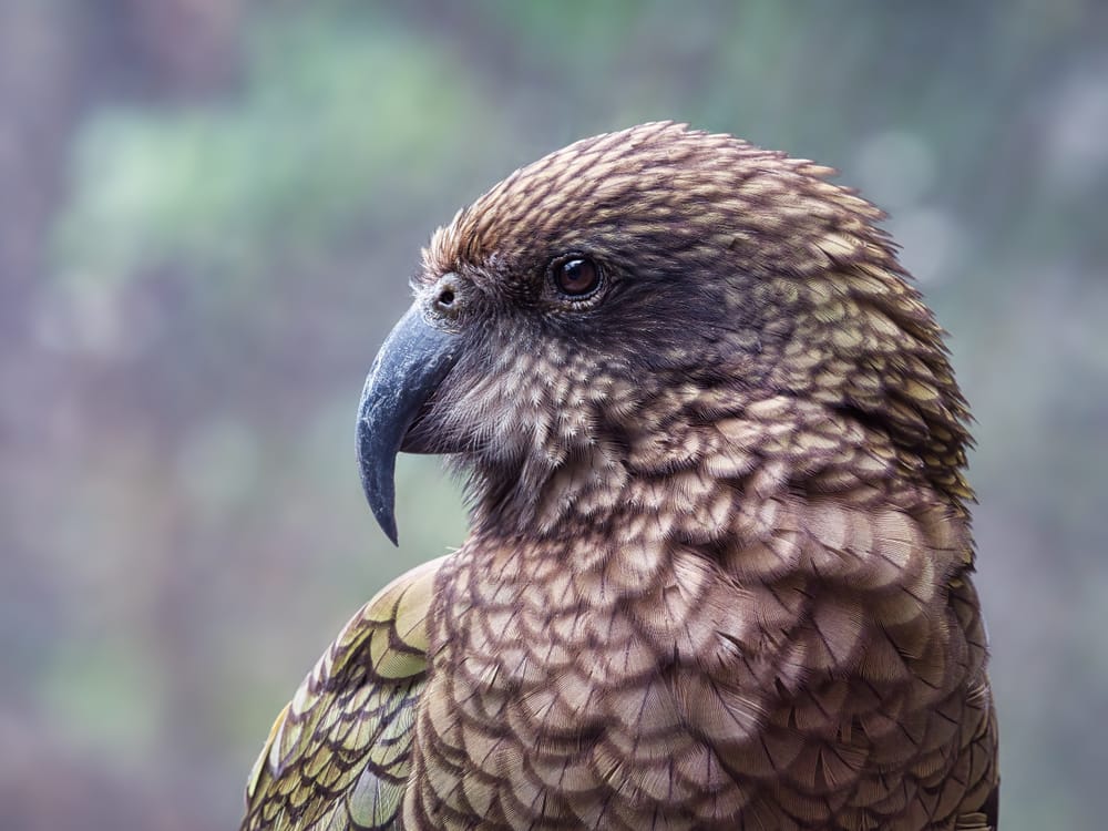 Kea post image