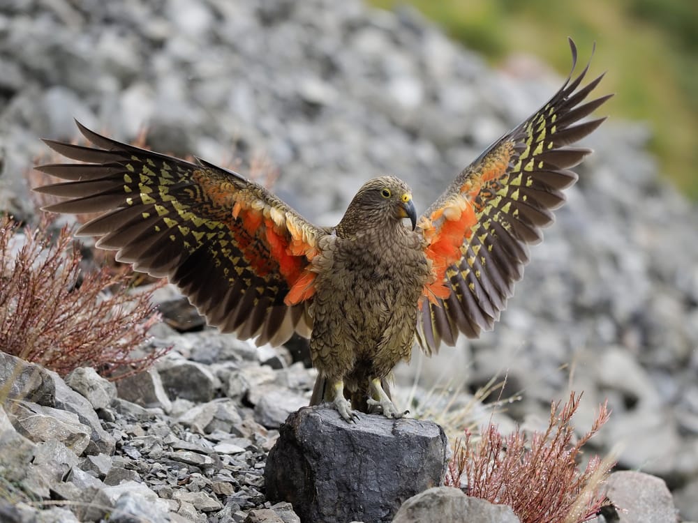 Kea post image