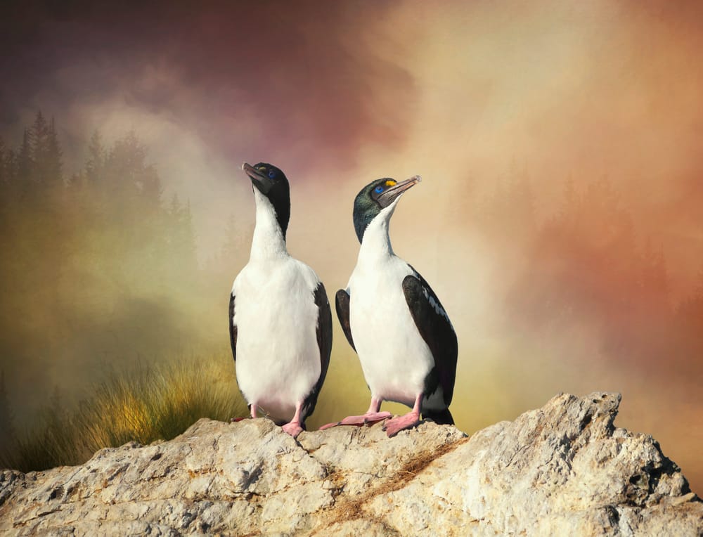 King shags post image